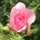 Rose Plant Live Ready to Grow Outdoor Indoor, 5-9 Inc Tall, Heirloom Rose Bush Live Plant for Planting, Fragrant Flowers Vibrant Blooms (Pink Rose)