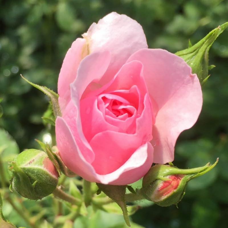 Rose Plant Live Ready to Grow Outdoor Indoor, 5-9 Inc Tall, Heirloom Rose Bush Live Plant for Planting, Fragrant Flowers Vibrant Blooms (Pink Rose)