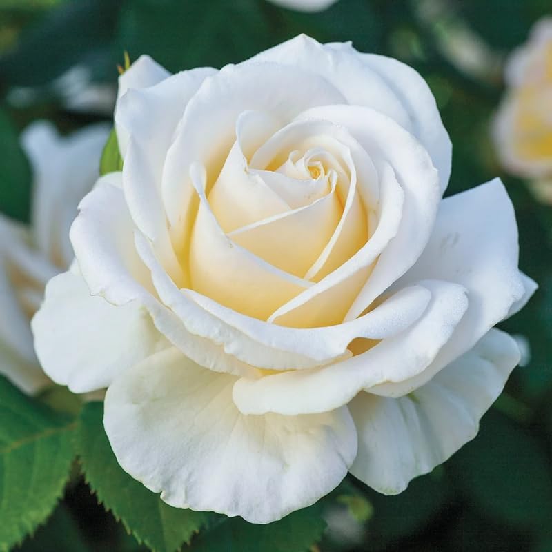 White Mini Rose Plant Live, Miniature Rose Bush in 3" Pot, Indoor Outdoor Flowering Plant, Compact Live Rose for Gifts and Gardens