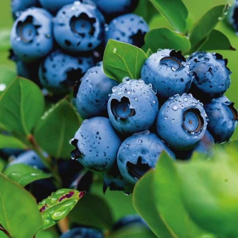 2 Blueberry Plant Live 1 Year Old, Sweet Blueberry Bush Live Plant, Blueberry Tree Live, Blueberries Shrub (Earliblue Blueberry Plants)