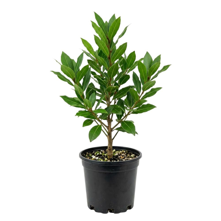 Bay Leaf Plant, Bay Leaf Tree Live Plant, 3-5 Inc Tall, Sweet Laurel Herb Plants for Container and Outdoor Garden