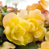 3 Begonia Live Plants, Begonia Flowering Plants, Flowers Outdoor Garden 4 Inches