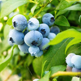 2 Blueberry Plant Live 1 Year Old, Sweet Blueberry Bush Live Plant, Blueberry Tree Live, Blueberries Shrub (Earliblue Blueberry Plants)