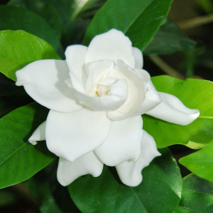 Gardenia Live Plant in 3.5 Inch Pot, 5-7 Inch Tall - Fragrant Blooming Gardenia Bush for Indoor Outdoor Patio Garden, Jasmine Flower Plants