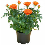 Orange Mini Rose Plant Live, Miniature Rose Bush in 3" Pot, Indoor Outdoor Flowering Plant, Compact Live Rose for Gifts and Gardens