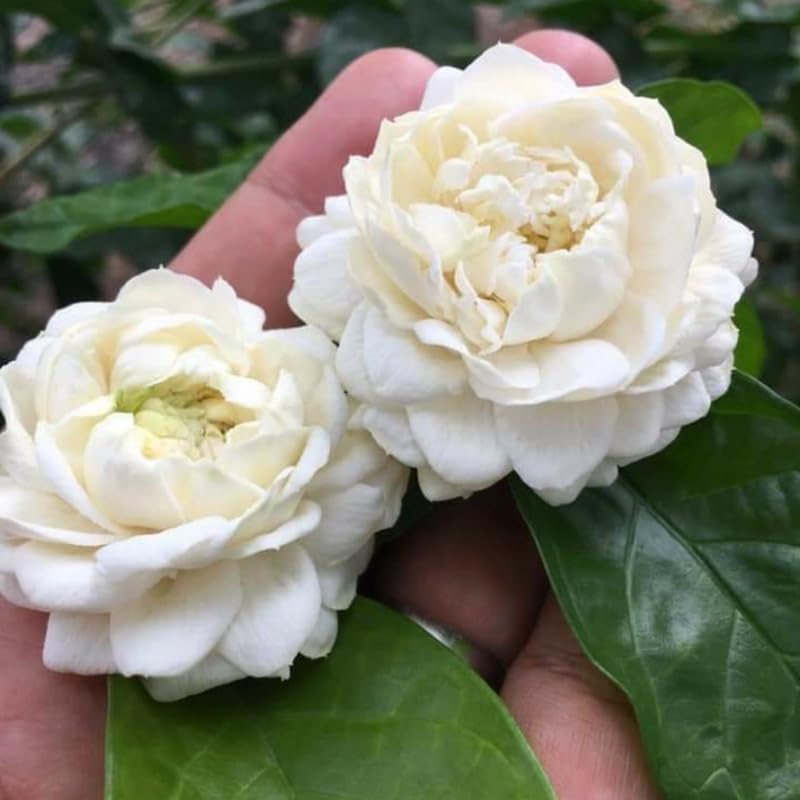 Sambac Jasmine Live Plant in Pot