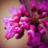 Eastern Redbud Tree Live Plant, Cold Hardy Redbud Tree Live Plant, Red Bud Plant in Quart Pot, Easy to Plant