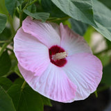 Set 2 Hardy Hibiscus Plants Live, Perennial Hibiscus Flower Trees 5-9 Inches, Outdoor Garden Planting - Pink Hibiscus