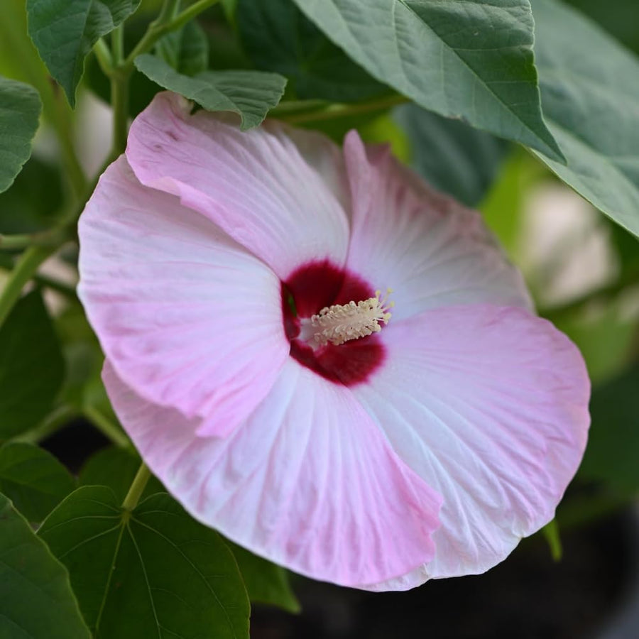 Set 2 Hardy Hibiscus Plants Live, Perennial Hibiscus Flower Trees 5-9 Inches, Outdoor Garden Planting - Pink Hibiscus