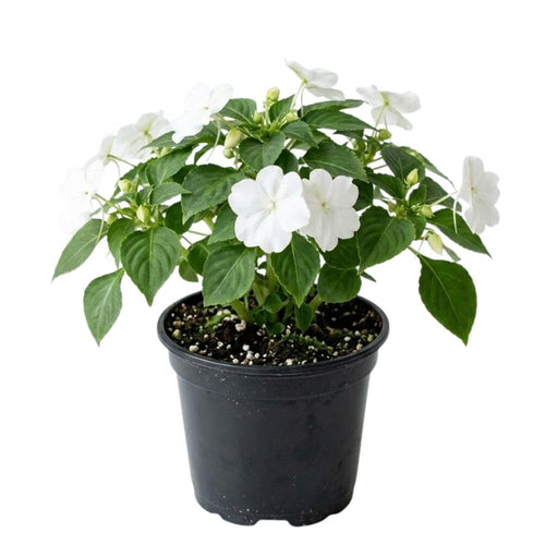 White Impatiens Live Plant in 4-Inch Pot, Impatiens Plant 3-5 Inch Tall, Flowering Annual for Gardens and Containers
