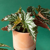 Angel Wing Begonia Live Plant, Polka Dot Begonia Maculata Plants, 4-7" Starter Indoor Outdoor Houseplant Décor, Air-Purifying and Easy Care, Soft-Flowering Begonia with Lush Foliage
