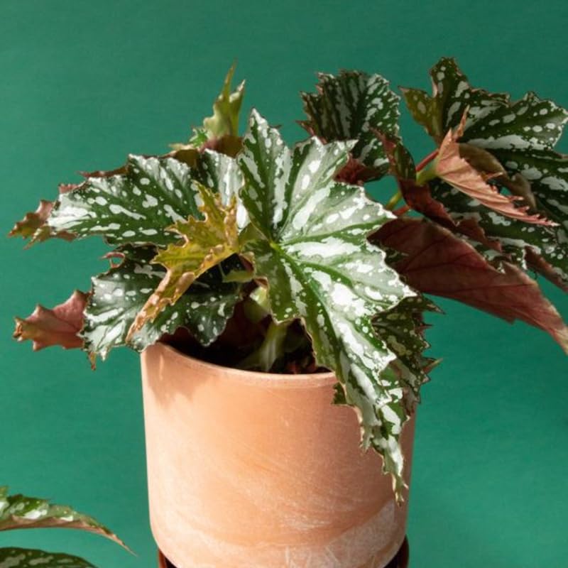 Angel Wing Begonia Live Plant, Polka Dot Begonia Maculata Plants, 4-7" Starter Indoor Outdoor Houseplant Décor, Air-Purifying and Easy Care, Soft-Flowering Begonia with Lush Foliage