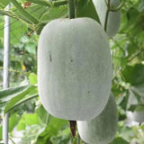 100 Giant Wax Gourd Seeds, Ash Gourd, Winter Melon Heirloom Seed for Planting, Large Vegetable Vine Seeds