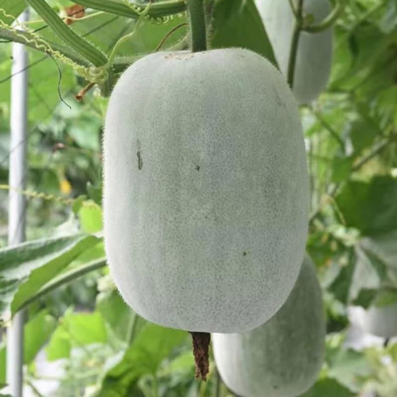100 Giant Wax Gourd Seeds, Ash Gourd, Winter Melon Heirloom Seed for Planting, Large Vegetable Vine Seeds