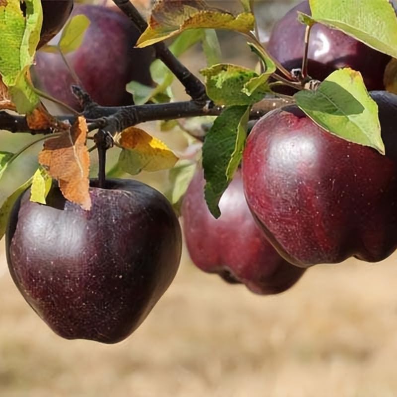 Black Apple Tree Live Plant, Sweet Apple Plant Live for Planting 18-24 Inch Tall, Bareroot, Live Apple Tree Plant, Black Apple Fruit Tree Ready to Grow Your Garden