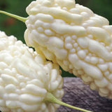 White Jade Bitter Melon Live Plant in 4 Inch Pot, 6-8'' Tall, Bitter Melon Plant Live, High-Yield Climbing Vegetable Plant, Vegetable for Yard, Garden and Patio Planters