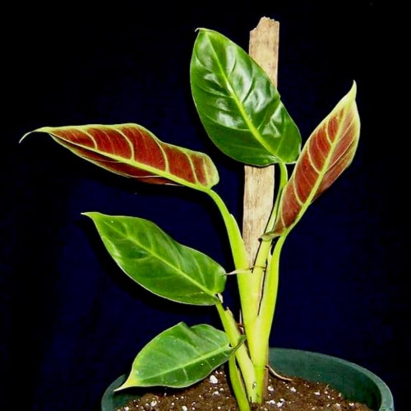 2 Rare Philodendron Live Plant 5-9" Tall, Rare Tropical Indoor Houseplant Home Garden