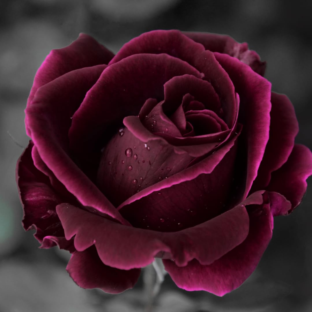 Black Red Climbing Rose Live Plant, Fragrant Rose Bush Ready to Plants, Zone 5 to 9, Size 5 to 7 Inches and Bare Root