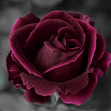 Black Red Climbing Rose Live Plant, Fragrant Rose Bush Ready to Plants, Zone 5 to 9, Size 5 to 7 Inches and Bare Root