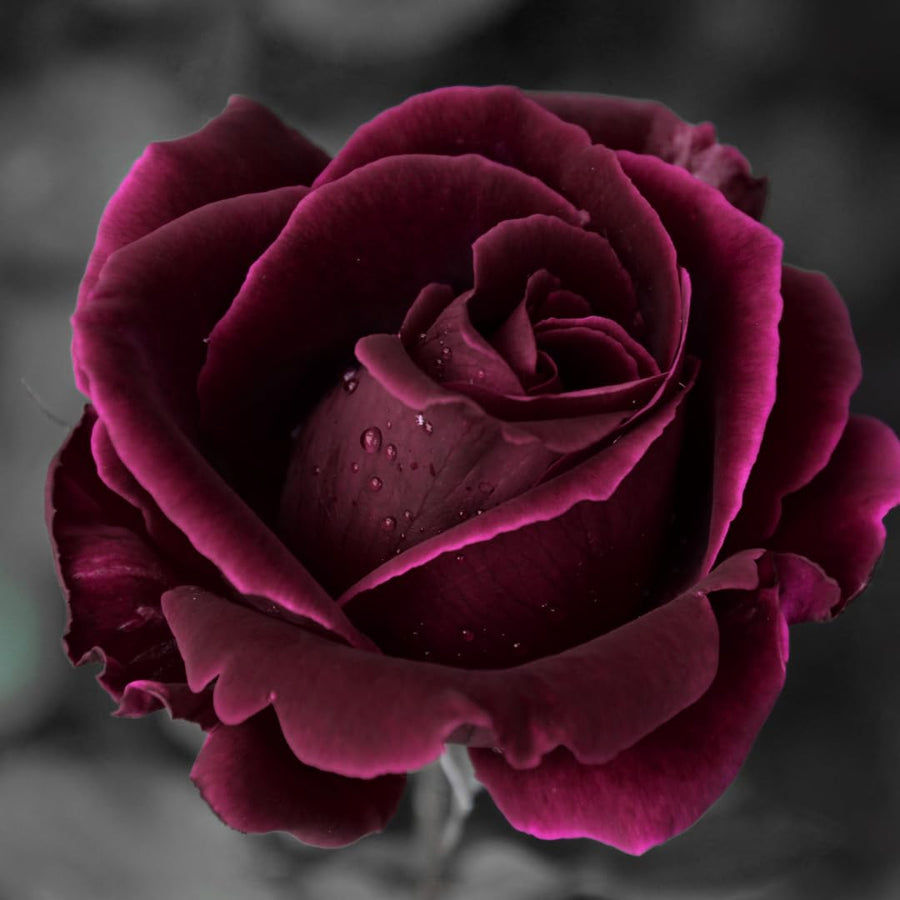 Black Red Climbing Rose Live Plant, Fragrant Rose Bush Ready to Plants, Zone 5 to 9, Size 5 to 7 Inches and Bare Root