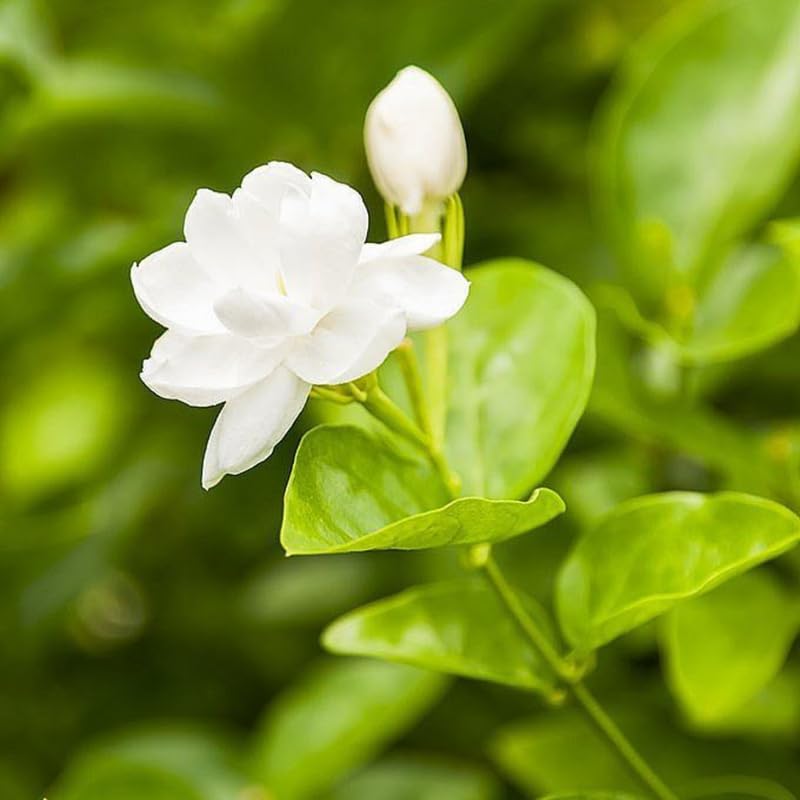 White Arabian Jasmine Plant, 5-7 Inch Height in 3 Inch Pot, Fragrant White Jasmine Flowers for Planting Containers, Outdoor Garden
