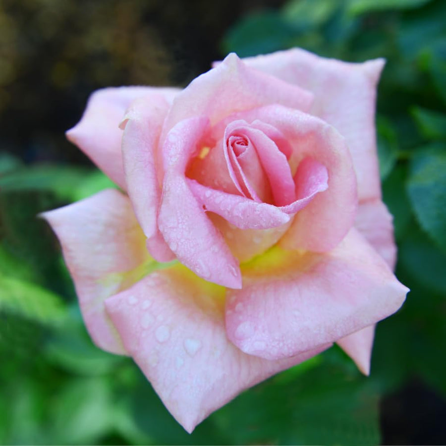Rose Bush Live Plant - Climbing Rose Plant Live Shrub - Bareroot with Soil 7-10 Inch Tall - Fragrant Rose Flowers Heirloom Rose Shrub (Pink Yellow Rose)