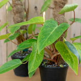 2 Lady Philodendron Live Plant 5-9" Tall, Rare Tropical Indoor Houseplant Home Garden