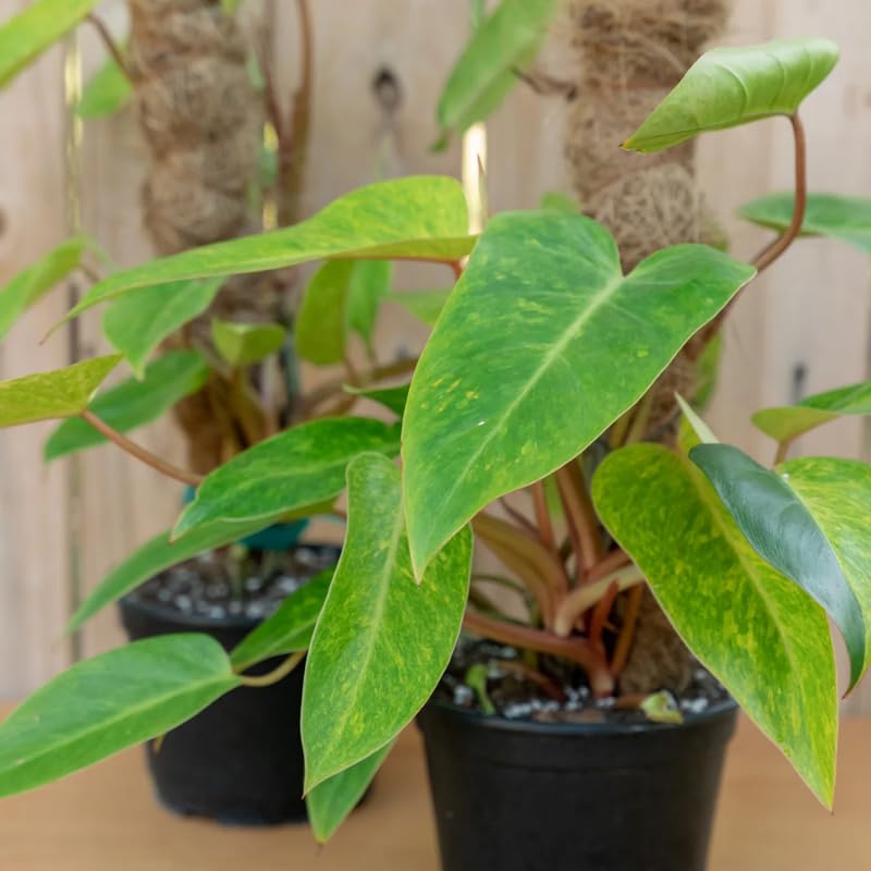 2 Lady Philodendron Live Plant 5-9" Tall, Rare Tropical Indoor Houseplant Home Garden