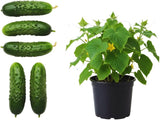 Set 2 Marketmore Cucumber Plants Live, Cucumber Live Plants, Vegetable Starter Plants, 4 Inc Long