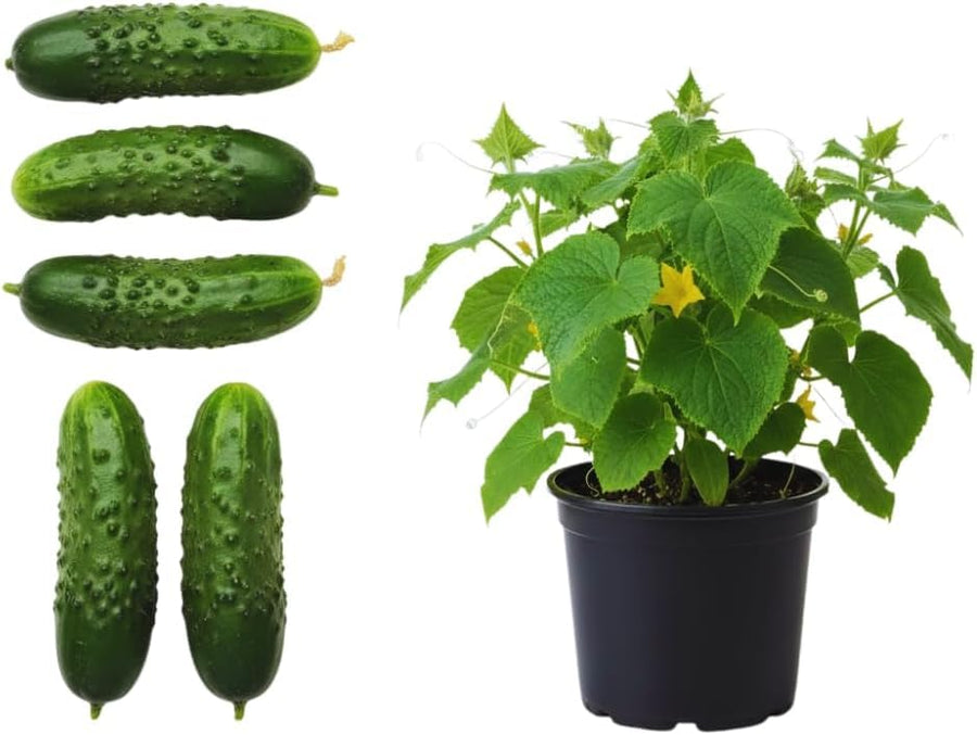 Set 2 Marketmore Cucumber Plants Live, Cucumber Live Plants, Vegetable Starter Plants, 4 Inc Long