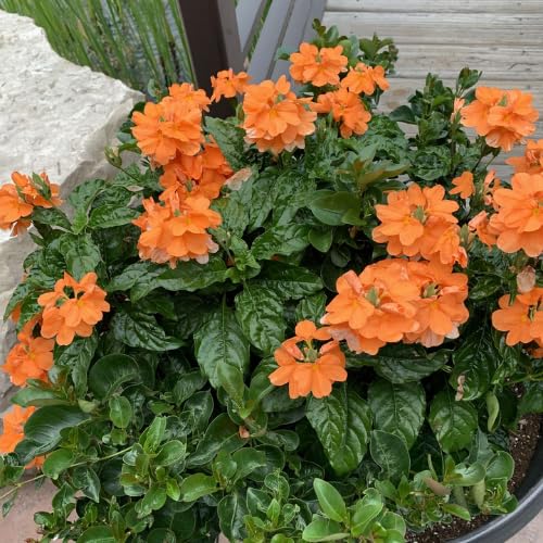 Pack of 4 Orange Crossandra Plants, 3-5 inch Tall Crossandra Plant Live for Planting Outdoor, Perennial Tropical Flower Plants