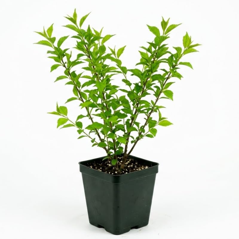 Pink Flowering Almond Shrub in Quart Pot - 6-12" Tall Flowering Almond Plant, Ornamental Flowering Bush for Garden, Borders and Landscape