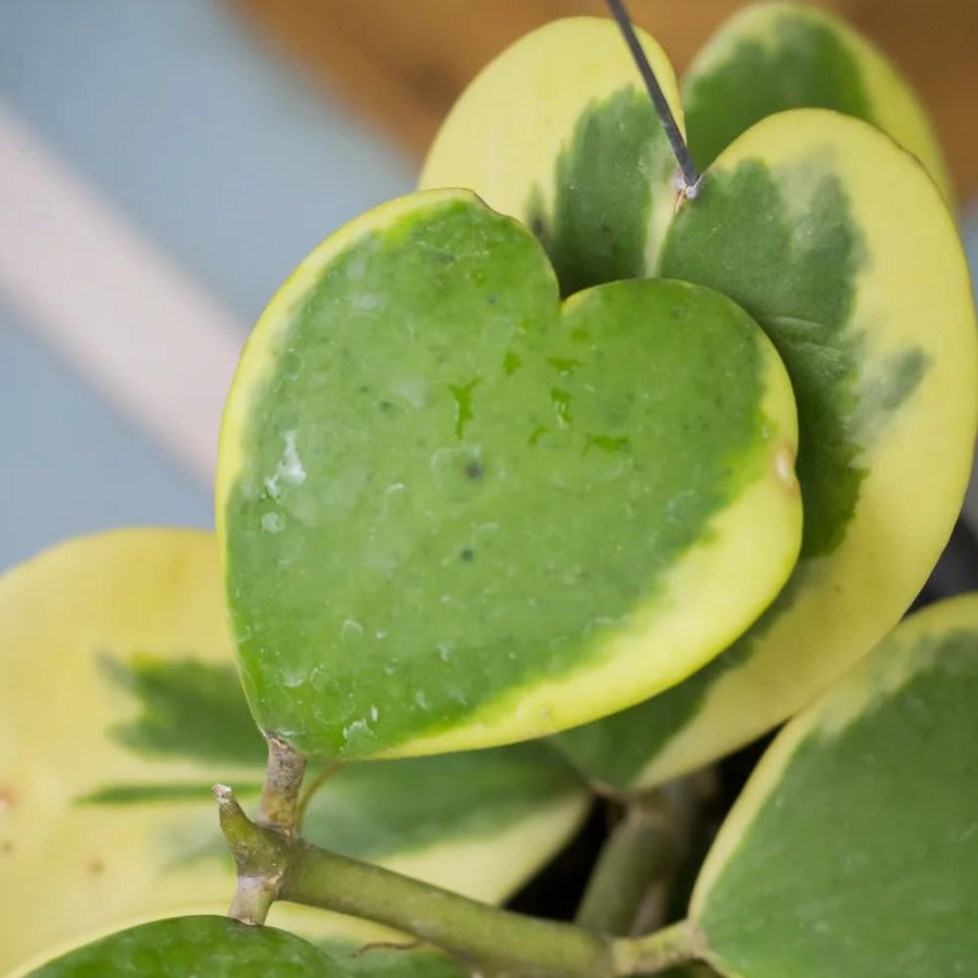 Hoya Kerrii Plant, Variegated Hoya Heart Plants Live Houseplants in 4 Inch Pot, Perennial Vine Plant for Indoor Outdoor Garden, Multiple Leaves