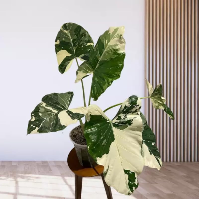 Alocasia Plant Live, Rare Elephant Ear Plant Indoor in 4 Inch Pot, Tropical Foliage, Compact Houseplant for Office, Room and Home Décor - Giant Variegated