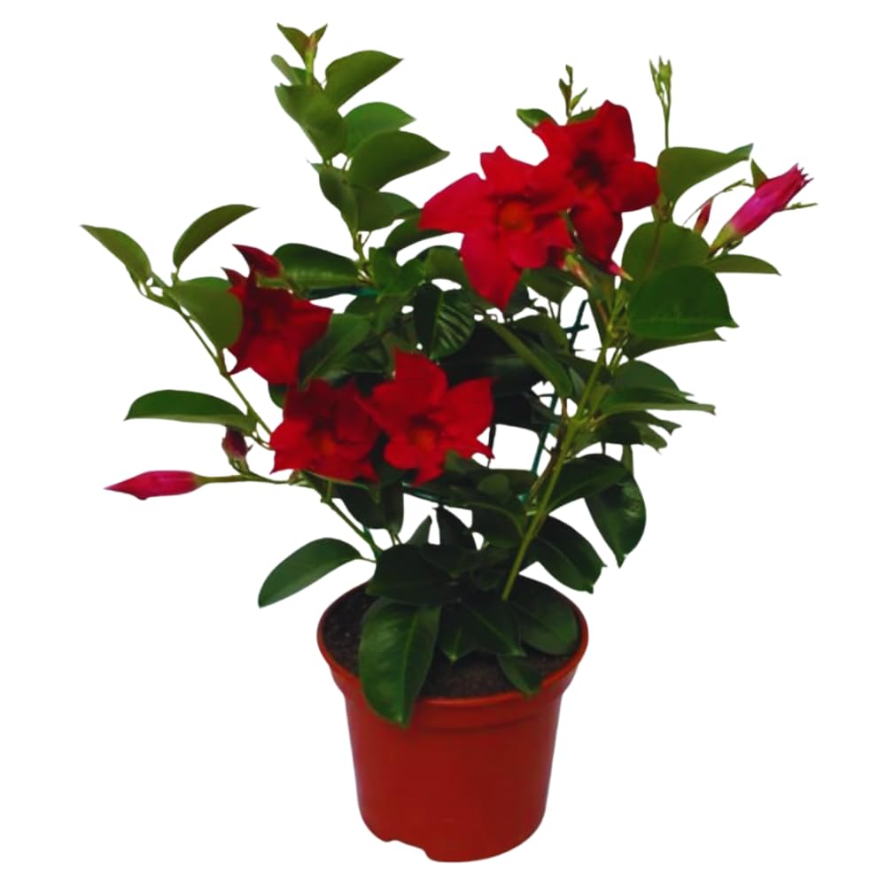 Red Mandevilla Plants Live, Set 2 Plants, Live Mandevilla Flower Plants Gardening, 10 to 12 Inc Long Mandevilla Live Plant Vine Growing, No Pot