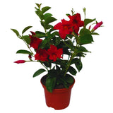Red Mandevilla Plants Live, Set 2 Plants, Live Mandevilla Flower Plants Gardening, 10 to 12 Inc Long Mandevilla Live Plant Vine Growing, No Pot