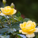 Rose Bush Live Plant - Climbing Rose Plant Live - Bareroot with Soil 7-10 Inch Tall - Fragrant Rose Flowers Heirloom Rose Shrub (Yellow Rose)
