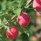 2 American Plum Trees Live Plants, 12 to 18 Inc Tall, Bareroots Dormant, Plum Plants Live for Planting, Sweet Plum Trees Plants