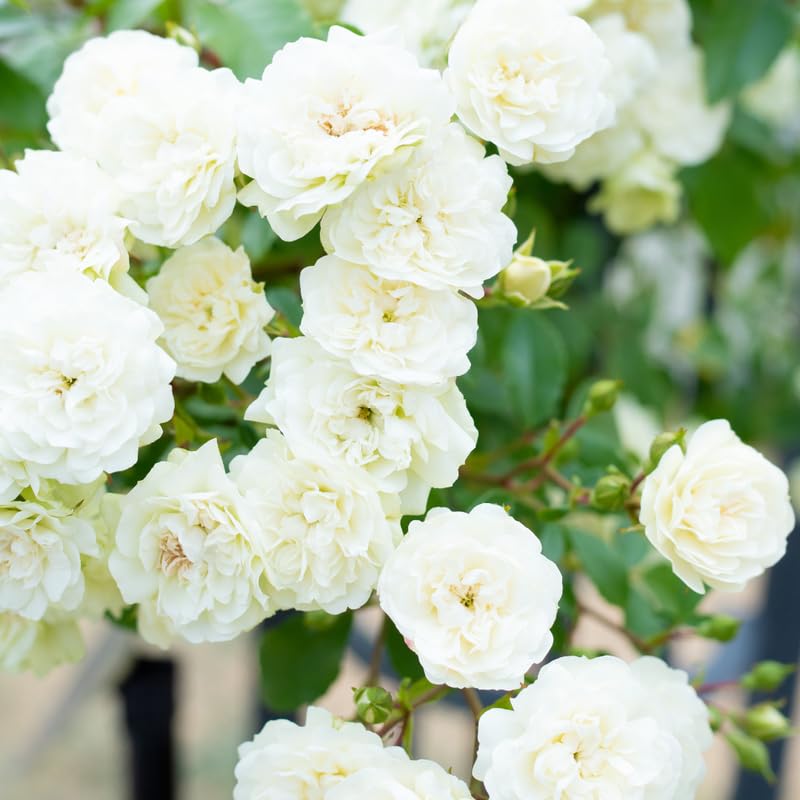 White Climbing Roses Live Plants 7 Months Old, Rose Bushes Ready to Plant 5-9" Tall, Very Fragrant, Can Grow As Climber or Bush Tree or Trellises, Walls, Fences