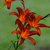 3 Red Orange Daylily Bulbs for Planting, Reblooming Daylilies Roots, Hardy Perennial Flowers Bulbs, Gardens and Borders Planting
