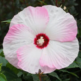 Pink Hibiscus Plant Live, Hardy Hibiscus Flowers for Outdoor Landscapes, 5-9 Inch Height, Ornamental Hibiscus Bush Shrub, Well-Rooted, No Pot