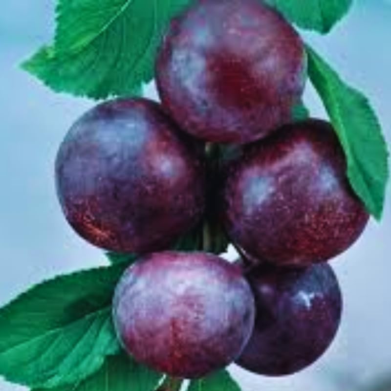1.5-2 Feet Santa Rosa Plum Tree Live Plant, Well Rooted Bare Root, Dormant Cold Hardy for Planting, Sweet Plum Tree, No AK, HI, PR