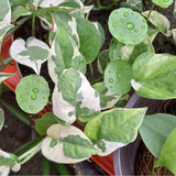 Pothos Live Plant, 4-6" Tall Hanging Houseplant, Pothos Plant for Indoor Outdoors Garden, Live Houseplants Without Pot