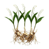 Set of 6 Lily of the Valley Plants Live, 4-7" Tall, Bareroot, Lily of the Valley Plant, Fragrant Flowering Perennials for Garden