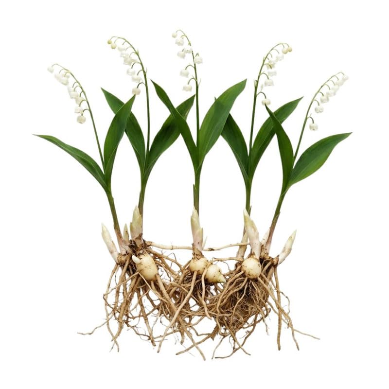 6 Lily of the Valley Plants Live, Lily of the Valley Flower Plant,Sweet Fragrant Blooms for Garden Beds and Borders, 4-7 Inch Tall Bareroot Plants