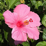 Set 4 Hardy Hibiscus Plants Live, Pink Hibiscus Flowers Bush Shrub Well-Rooted Plugs, 3-5" Tall, Ornamental Hibiscus Seedlings