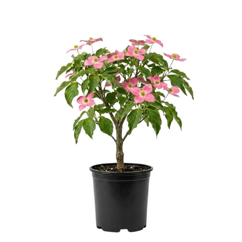 Pink Dogwood Tree Live Plant in Quart Pot, Flowering Dogwood Tree for Outdoor Garden, Ornamental Tree for Landscape, Yard or Garden Planting