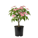 Dogwood Tree Live Plant in Quart Pot, Flowering Dogwood Tree for Outdoor Garden, Ornamental Tree for Landscape, Yard or Garden Planting