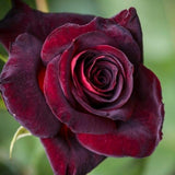 Well-Rooted Rose Live Plant, Climbing Roses Live Plant, Fragrant Climber Plant for Planting, No Leaf, Trim Back, 5-9" in Tall, Bare Root (Black Velvet)