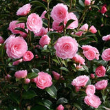 Live Pink Camellia Plant in 4" Pot, Camellia Japonica 1 Year Old Seedling Outdoor Growing